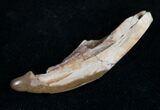 Partial Tyrannosaurid Tooth - Montana #9982-1